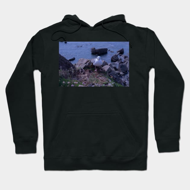 Sea Gull Chicks Hoodie by Graz-Photos